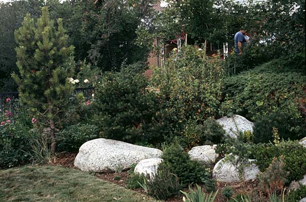 Conifer Society, Denver 2003; Allan Taylor Garden [321-30.jpg]